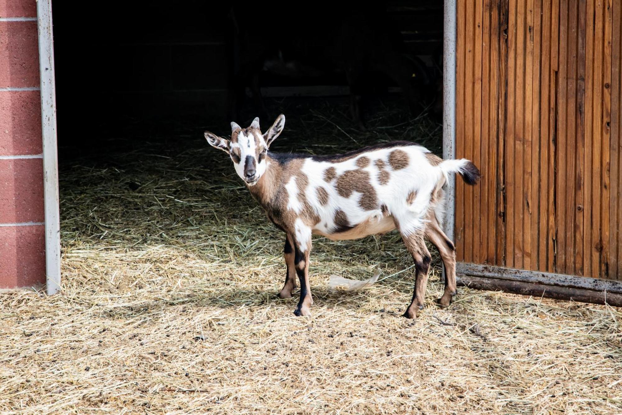 Agriturismo Parco Campofelice Lombardore Dış mekan fotoğraf