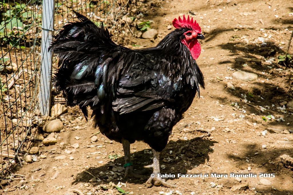 Agriturismo Parco Campofelice Lombardore Dış mekan fotoğraf